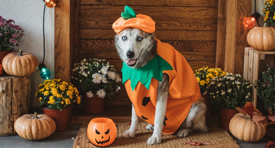 disfraz halloween mascota